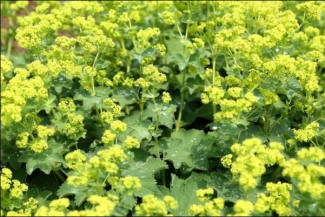 Aslan Pençesi (Alchemilla vulgaris): Fitoterapi Tarihi ve Faydaları