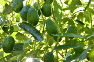 Avokado Yaprağı (Persea americana): Fitoterapi Tarihi ve Faydaları