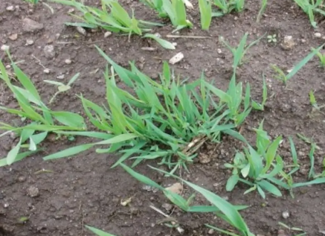  Ayrık Otu (Elymus repens): Fitoterapi Tarihi ve Faydaları