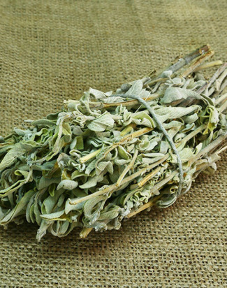 Adaçayı (Salvia officinalis): Bin Yıllık Şifa Bitkisi