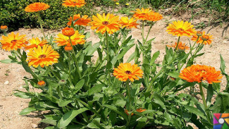  Aynısefa Otu (Calendula officinalis): Fitoterapi Tarihi ve Faydaları